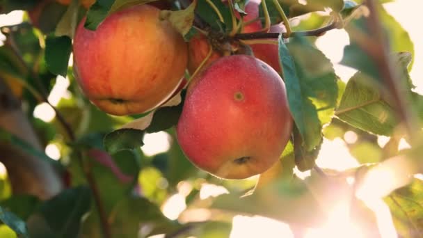 Appels. biologisch fruit. appelteelt. close-up. verse appels groeien op takken, in zonnevlam, in boomgaard. eco tuin. Tuinieren. biologisch voedsel. appeloogst — Stockvideo