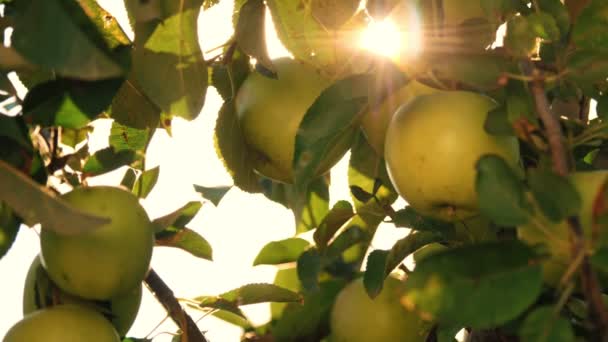 Äpplen. ekologisk frukt. Äppelodling. närbild. färska äpplen växer på gren, i soleruption, i fruktträdgård. Ekoträdgård. Trädgårdsarbete. Ekologisk mat. äppelskörd — Stockvideo