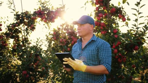 Apfelernte. Landwirt mit Tablet. Erntekontrolle. Agronom verwendet digitale Tablets, während er im Apfelgarten, im Sonnenlicht und bei Sonnenuntergang arbeitet. Agrartechnologie. — Stockvideo