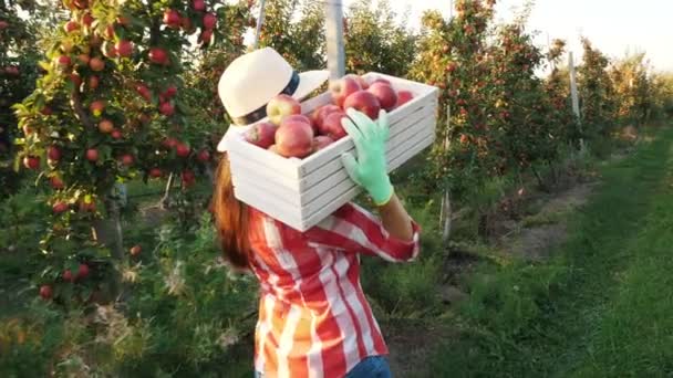Appeloogst. Achteraanzicht. vrouwelijke boer, in geruite hemd en hoed, houdt doos van vers geplukte rode appels, lopen langs appelbomen rijen, in de zon vlam. appelteelt. Tuinieren. — Stockvideo