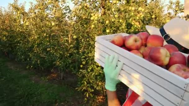 Sklizeň jablek. zpětný pohled. farmářka v kostkované košili a klobouku drží krabici čerstvě nakrájených červených jablek, kráčejících podél řad jabloní, v záři slunce. pěstování jablek. Zahradnictví. — Stock video