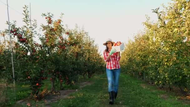 リンゴの収穫。幸せな笑顔の女性農家再生シャツと帽子には新鮮に選んだ赤いリンゴの箱がありリンゴの木の列に沿って太陽のフレアで歩く。リンゴ栽培。庭師. — ストック動画