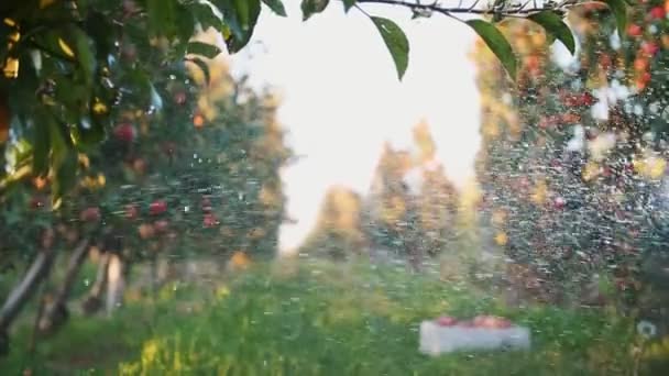Äppelträdgård. Bevattningssystem. närbild. automatisk bevattningssystem för sprinkler som arbetar i äppelträdgården, vid solnedgången. Droppar av stänk vatten glittrar i solljuset. — Stockvideo