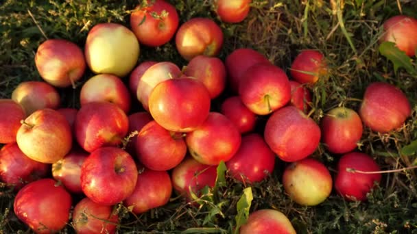 Cosecha de manzana. Vista superior. Primer plano. manzanas rojas, maduras, jugosas, recién recogidas yacen dispersas en la hierba, bajo el sol. fruta orgánica. comida orgánica. huerto de manzana — Vídeo de stock