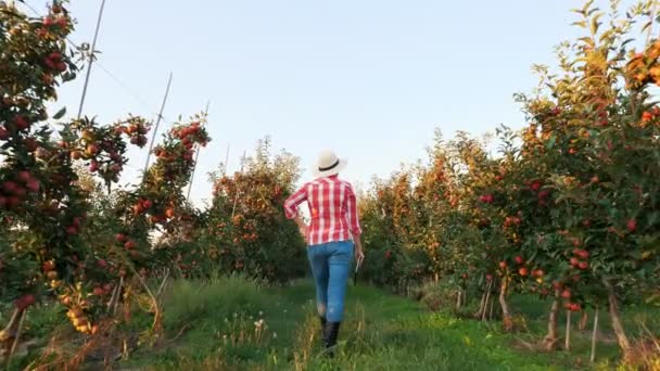 Raccolta delle mele. contadino con tablet. contadina, in camicia e cappello a quadri, con tavoletta digitale in mano, passeggiando lungo filari di meli maturi, nel meleto, al tramonto. vista posteriore. — Video Stock