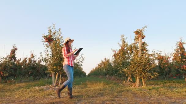 Pemanenan apel. petani dengan tablet. petani wanita, dengan kemeja kotak-kotak dan topi, dengan tablet digital di tangan, berjalan melalui baris pohon apel matang, di kebun apel, saat matahari terbenam. tampilan samping. — Stok Video