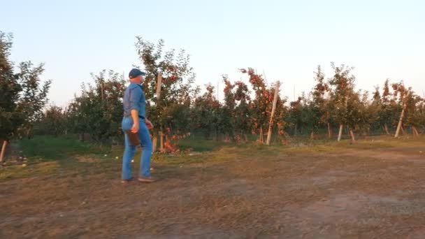 Appeloogst. boer met tablet. boer, agronomist, met digitale tablet in zijn handen, loopt door rijpe appelboomrijen, in appelboomgaard, bij zonsondergang. zijaanzicht. — Stockvideo
