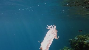 Denizde çöp. Denizin plastik kirliliği. Kullanılmış, beyaz plastik torba mercan resifinin üzerinde yavaşça sürükleniyor, suyun altında, güneş ışığında. Plastik atık çevresel kirlilik sorunu