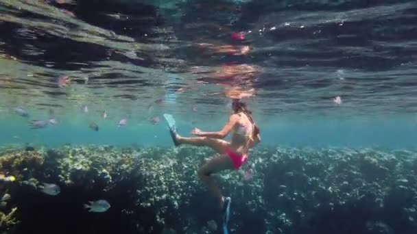 打喷嚏。游泳。跳水少女戴着潜水面具，带着无数五彩斑斓、异国情调的暗礁鱼探索水下珊瑚礁。水下珊瑚礁. — 图库视频影像