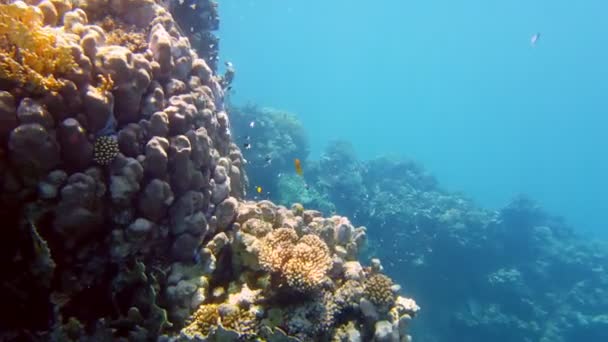 Подводный коралловый риф. Красивый, подводный коралловый сад на мысе, при солнечном свете, с экзотическими, редкими рыбами. Морская жизнь. Морской мир. Подводный здоровый коралловый сад. — стоковое видео