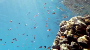 Balık sürüleri. Su altı mercan kayalıkları. sayısız farklı renkli, egzotik resif balığı mavi denizde yüzer ve güneş ışınları altında parlar. Okyanus ya da denizdeki su altı yaşamı. inanılmaz deniz manzarası.