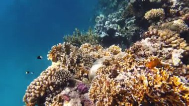Su altı mercan kayalıkları. Güneş ışığında, güzel sualtı mercan bahçesi, renkli, egzotik, tropikal balıklarla. Deniz hayatı. Deniz dünyası. Suyun altında sağlıklı mercan bahçesi.
