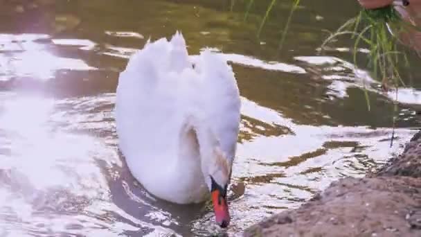 Karmienie łabędzi, kaczek. zbliżenie. Samice dają świeżą trawę łabędziom, nad jeziorem lub stawem. łabędzie żywiące się w parku miejskim — Wideo stockowe