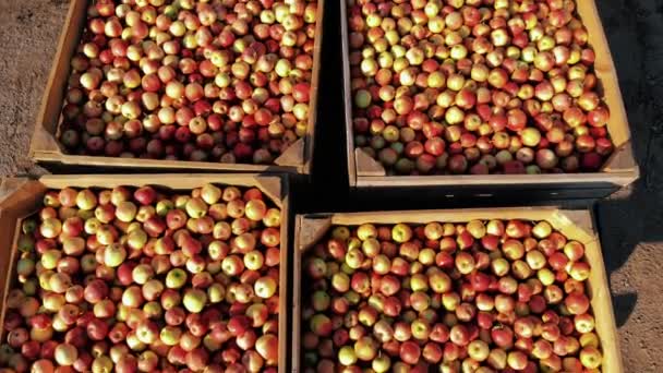Äppellådor. äppelskörd. äppelgröda. närbild. Upp och ner. stora trälådor, fulla av nyskördade äpplen, utomhus. äppelodling — Stockvideo
