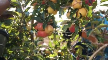 Elma hasadı. organik meyve. Elma yetiştiriciliği. Yakın plan. Elma hasadı. Bahçıvanlık. organik gıda. Elmalar güneşte parlıyor. eko bahçesi.