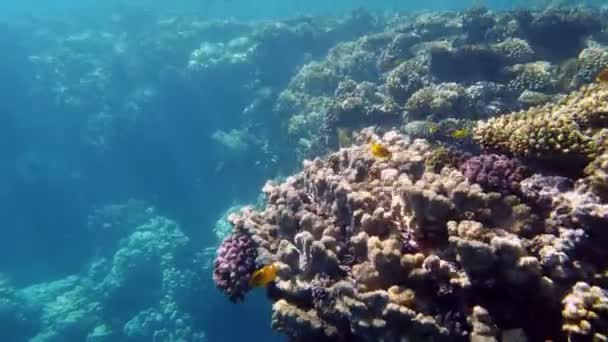 Recifes de corais subaquáticos. Coral subaquático jardim paisagem marinha, à luz do sol, com colorido, exótico, peixes tropicais. Vida marinha. Mundo do mar. Jardim de coral subaquático saudável. — Vídeo de Stock