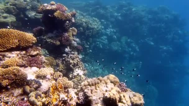 Підводний кораловий риф. Красивий, барвистий, підводний кораловий морський пейзаж, на сонячному світлі, з екзотичною, тропічною рибою. Морське життя. морський світ. Підводний здоровий кораловий сад . — стокове відео