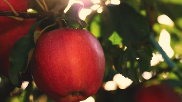 Manzanas. fruta orgánica. cultivo de manzanas. Primer plano. las manzanas frescas crecen en la rama, en el resplandor solar, en el huerto. eco jardín. Jardinería. comida orgánica. cosecha de manzana — Vídeo de stock