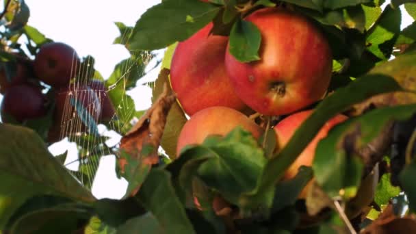 Eplehøst. nærbilde. røde, modne, saftige epler henger på en grein av trær, i hagen, i sollyset. vakkert flettet spindelvev glitrer i solen. Epleoppdrett. organisk frukt. – stockvideo