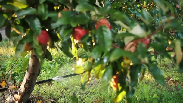 Jardín de manzanas. sistema de riego. Primer plano. rotura de la manguera, rotura del sistema de riego por goteo en el jardín de manzanas, al atardecer. Gotas de agua salpicando brillan a la luz del sol. — Vídeos de Stock