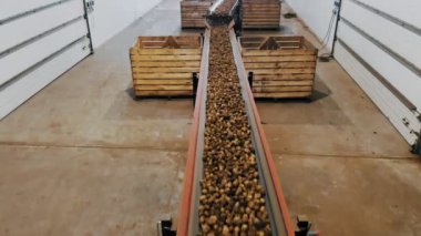 Patates hasadı. Üst Manzara. Yeni toplanmış, sıralanmış patates çubukları depodaki bir taşıma bandı makinesinde hareket ediyor. Otomatik tarım. tarım teknolojileri.