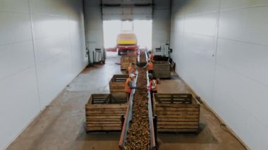 CHERKASSY, UKRAINE, 24 Eylül 2021: Patates ayıklama. İşçiler depodaki taşıyıcı bant makinesinde taze toplanmış patatesleri ayırıp temizliyorlar. Patates hasadı. Patates ayıklamak için üretim hattı