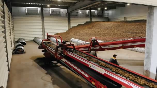 CHERKASSY, UKRAINE, 24 Eylül 2021: Patates hasadı. Yeni toplanmış, sıralanmış patates çubukları depodaki taşıma bandı makinesinde hareket ediyor. Otomatik tarım. tarım teknolojileri. — Stok video