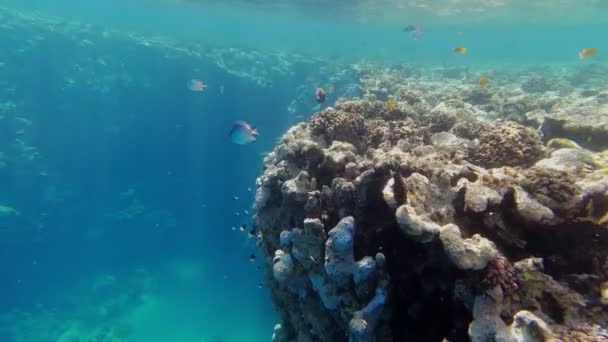 Υποθαλάσσιο κοραλλιογενή ύφαλο. Υποβρύχια κοραλλιογενή κήπο θαλασσογραφία με πολύχρωμα εξωτικά ψάρια. Θαλάσσια ζωή. Θαλάσσιος κόσμος. Υποβρύχια τροπικά ψάρια και Coral Garden. — Αρχείο Βίντεο