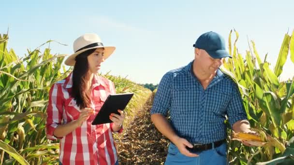 Plantación de maíz. maizal. Dos granjeros, con tableta digital, de pie y hablando, entre hileras de maíz verde en medio del maizal. Agroindustria. Granja de maíz. Tiempo de cosecha. — Vídeo de stock