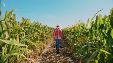 Mısır tarlası. Mısır tarlası. Arkadan bak. Dijital tabletli kadın çiftçi, mısır tarlasında yürüyor, yeşil mısır tarlaları arasında. Tarım işi. Mısır çiftliği. Hasat zamanı.