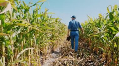 Mısır tarlası. Mısır tarlası. Arkadan bak. Dijital tabletli bir çiftçi, mısır tarlasında yürüyor, yeşil mısır tarlaları arasında. Tarım işi. Mısır çiftliği. Hasat zamanı.