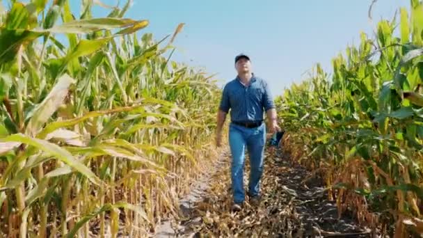 Plantation de maïs. champ de maïs. Agriculteur, avec tablette numérique, marchant à travers le champ de maïs, entre les rangées de maïs vert. Agro-alimentaire. Une ferme de maïs. Temps de récolte. — Video