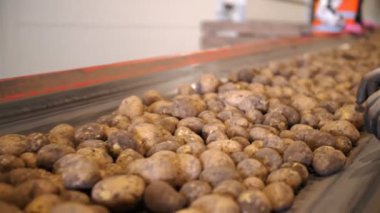 Patates hasadı. Patates ayıklama. Yakın plan. Yetenekli işçiler, eldivenler, yeni toplanmış patatesleri sıralamak ve toplamak, taşıyıcı bant makinesinde. Patates ayıklamak için üretim hattı. tarım teknolojileri