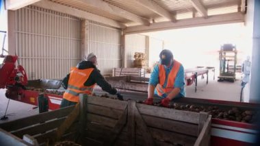 CHERKASSY, UKRAINE, 24 Eylül 2021: Patates ayıklama. İşçiler depodaki taşıyıcı bant makinesinde taze toplanmış patatesleri ayırıp temizliyorlar. Patates hasadı. Patates ayıklamak için üretim hattı