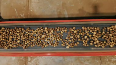Patates hasadı. Üst Manzara. Yeni toplanmış, sıralanmış patates çubukları depodaki bir taşıma bandı makinesinde hareket ediyor. Otomatik tarım. tarım teknolojileri.