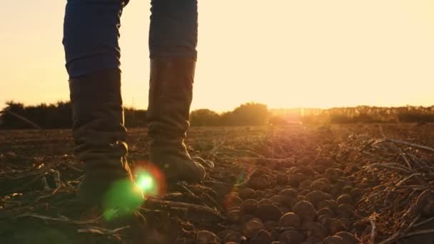 Agricultor de botas caminha pelo campo. close-up. pernas em botas de cultivo. Colheita de batata. Campo agrícola. ao pôr-do-sol. Vista inferior — Vídeo de Stock
