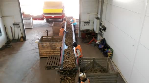 CHERKASSY, UKRAINE, SEPTEMBER 24, 2021: aardappelsortering. werknemers sorteren en ruimen vers geplukte aardappelen, op transportband machine in magazijn. aardappeloogst. productielijn voor het sorteren van aardappelen — Stockvideo