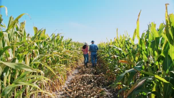 Plantación de maíz. maizal. Vista trasera. Dos granjeros, con tableta digital, caminando por el campo de maíz, entre hileras de maíz verde. Agroindustria. Granja de maíz. Tiempo de cosecha. — Vídeo de stock