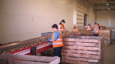 CHERKASSY, UKRAINE, 24 Eylül 2021: Patates ayıklama. İşçiler depodaki taşıyıcı bant makinesinde taze toplanmış patatesleri ayırıp temizliyorlar. Patates hasadı. Patates ayıklamak için üretim hattı