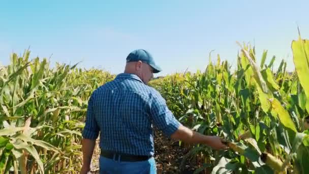 Кукурудзяна плантація. кукурудзяне поле. вид ззаду. Фермер, з цифровим планшетом, проходить через кукурудзяне поле, між зеленими кукурудзяними рядами. Агробізнес. Кукурудзяна ферма. Час збору . — стокове відео