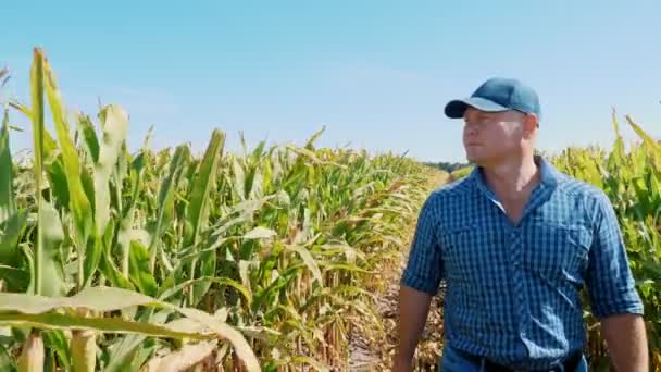 Mısır tarlası. Mısır tarlası. Dijital tabletli bir çiftçi, mısır tarlasında yürüyor, yeşil mısır tarlaları arasında. Tarım işi. Mısır çiftliği. Hasat zamanı. — Stok video