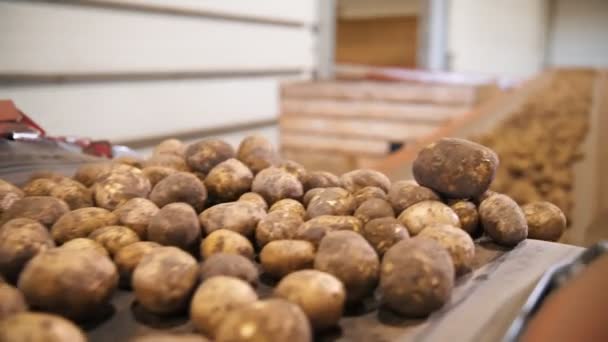 Potato harvesting. close-up. freshly picked potatoes are moving on a conveyor belt. Automated agriculture. farming technologies. — Stock Video