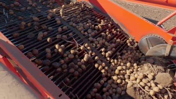 Aardappeloogst. Aardappeloogster. Landbouwmachines die aardappelen oogsten, op een landbouwbedrijf. Slimme landbouw. — Stockvideo