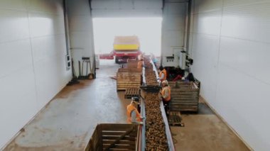 CHERKASSY, UKRAINE, 24 Eylül 2021: Patates ayıklama. İşçiler depodaki taşıyıcı bant makinesinde taze toplanmış patatesleri ayırıp temizliyorlar. Patates hasadı. Patates ayıklamak için üretim hattı