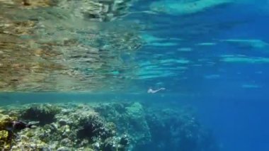 Denizde çöp. Denizin plastik kirliliği. Kullanılmış plastik torba mercan resifinin üzerinde yavaşça sürükleniyor, suyun altında, güneş ışığında. Plastik atık çevresel kirlilik sorunu