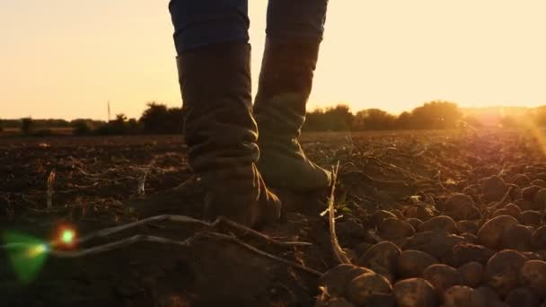 Boer in laarzen loopt over het veld. close-up. benen in landbouwlaarzen. aardappeloogst. landbouw. bij zonsondergang. Onderaanzicht — Stockvideo