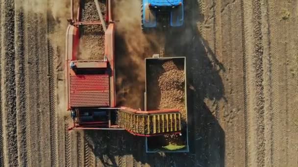 Colheita de batata. Máquinas agrícolas, trator com reboque e colheitadeira de batata, estão colhendo batatas, no campo da fazenda. aérea, vista superior. — Vídeo de Stock