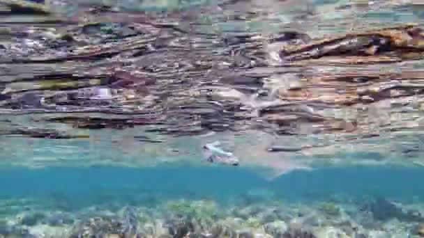 Ordures dans la mer. Pollution plastique de la mer. utilisé, sacs en plastique dérivant lentement sur le récif corallien, sous l'eau, dans les lumières du soleil. Problème de pollution environnementale des déchets plastiques — Video