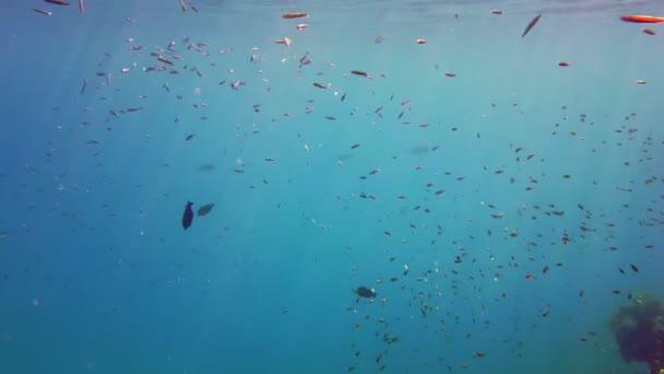 Escuelas de peces. arrecife de coral submarino. innumerables peces de arrecife coloridos y exóticos nadan en agua azul marino y brillan bajo los rayos del sol. Vida submarina en el océano o en el mar. increíble paisaje marino. — Vídeo de stock