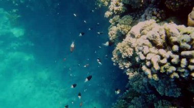 Su altı mercan kayalıkları. Su altı mercan bahçesi, güneş ışığında, sayısız küçük, renkli, parlak, egzotik resif balığıyla. Deniz hayatı. deniz dünyası.
